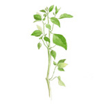Basil